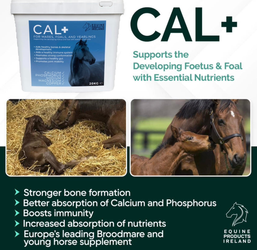 Unlocking Peak Performance: The Power of Cal +, Equine Products Ireland's Premier Supplement