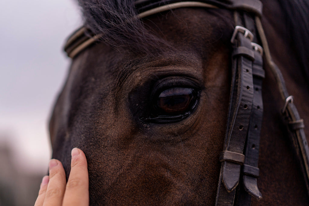 Introducing Strong Bone+: The Premium Supplement for Elite Equine Health